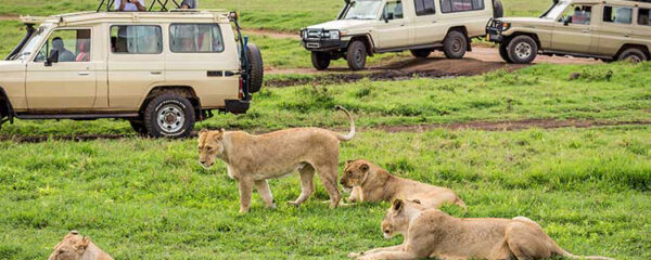 Ngorongoro