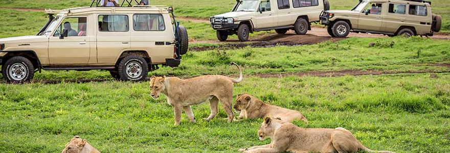 Ngorongoro