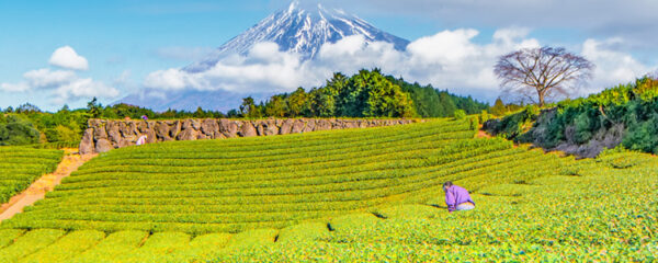 Randonnée du Mont Fuji